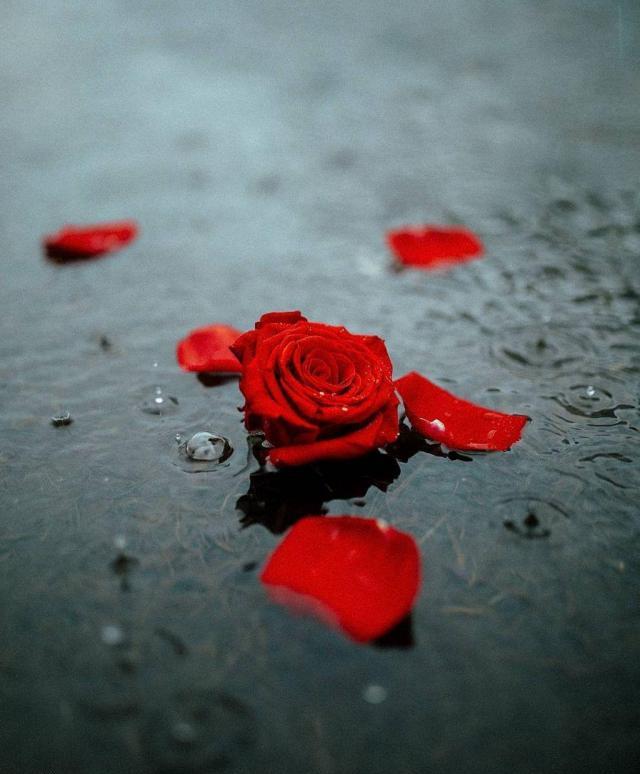 عکس پروفایل گل رز باران زده