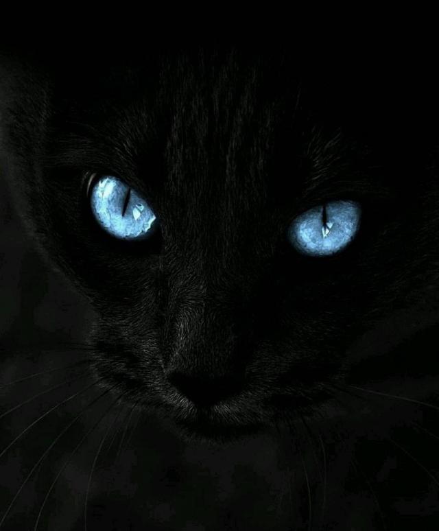 عکس پروفایل گربه چشم آبی | پروفایل گرام