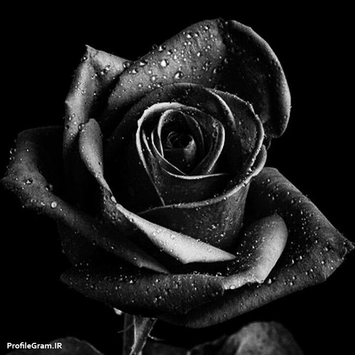 عکس پروفایل گل رز سیاه عاشقانه