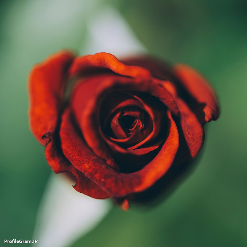 عکس پروفایل گل رز سرخ عاشقانه ساده