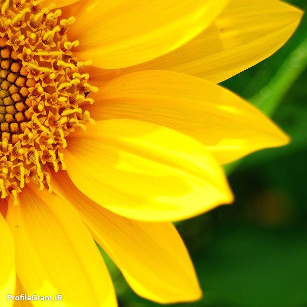 عکس پروفایل گل آفتابگردان زرد نیمرخ