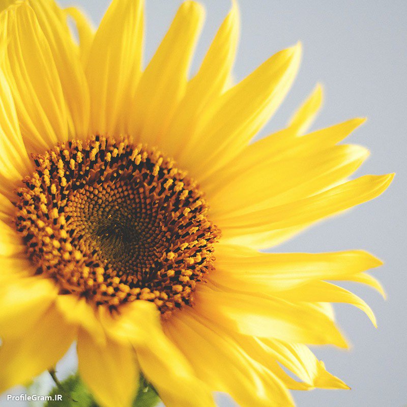 عکس پروفایل گل آفتاب گردون زرد قشنگ