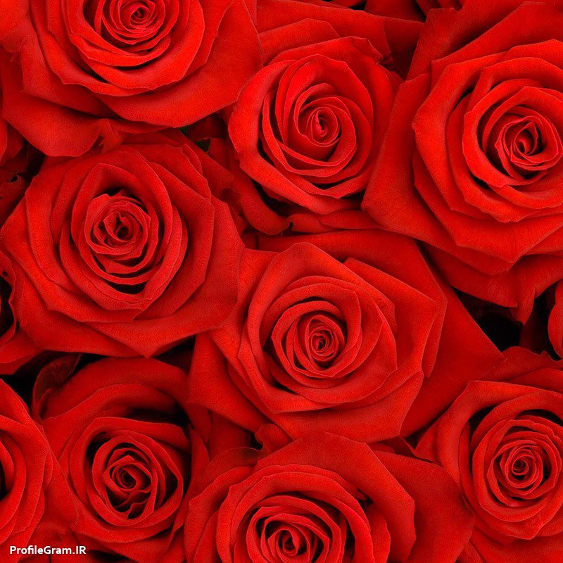 عکس پروفایل گل های قرمز رز زیبا