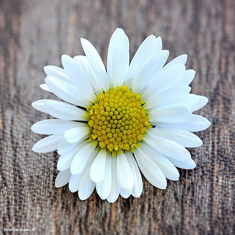 عکس پروفایل گل سفید زیبا ساده