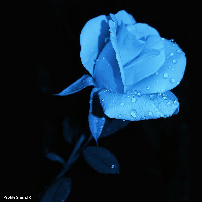 عکس پروفایل گل آبی کمرنگ با شبنم