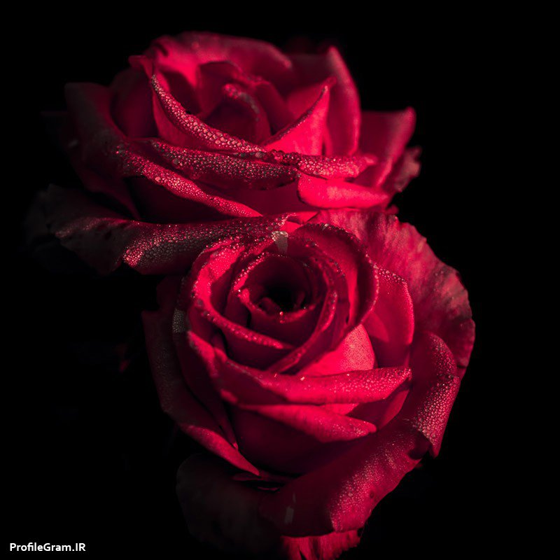 عکس پروفایل گل های سرخ زیبا عاشقانه