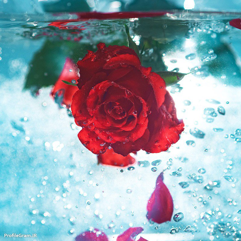 عکس پروفایل گل سرخ زیر آب
