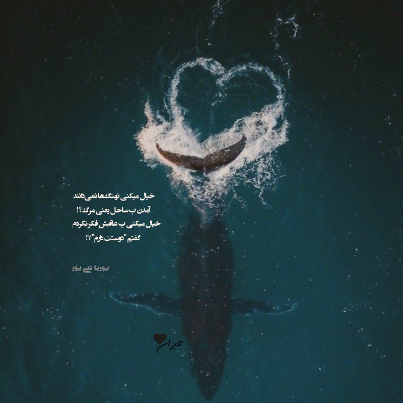 عکس پروفایل خیال میکنی نهنگ ها نمیداند آمدن به ساحل یعنی مرگ