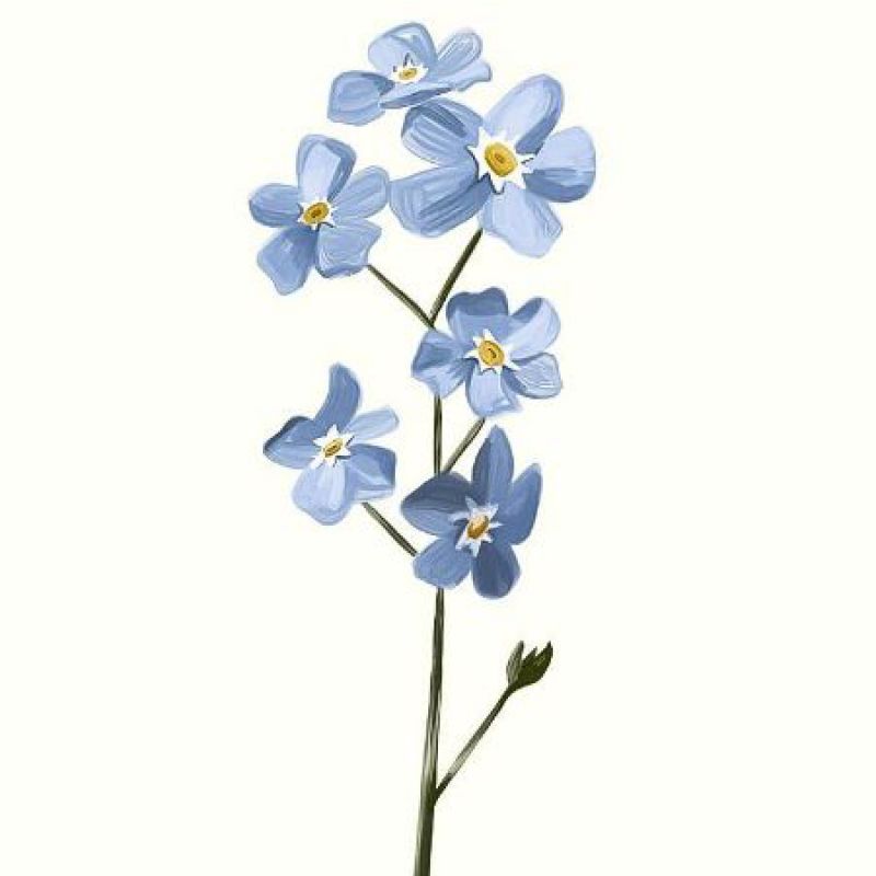 عکس پروفایل گل آبی زیبا نقاشی آبرنگی