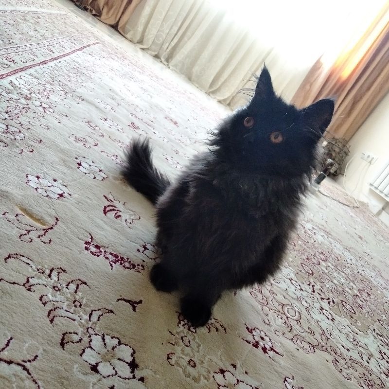 عکس پروفایل گربه سیاه بامزه پشمالو
