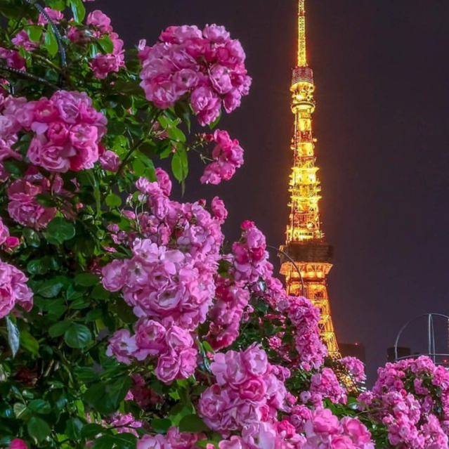 عکس پروفایل برج ایفل پاریس در شب با گل های صورتی