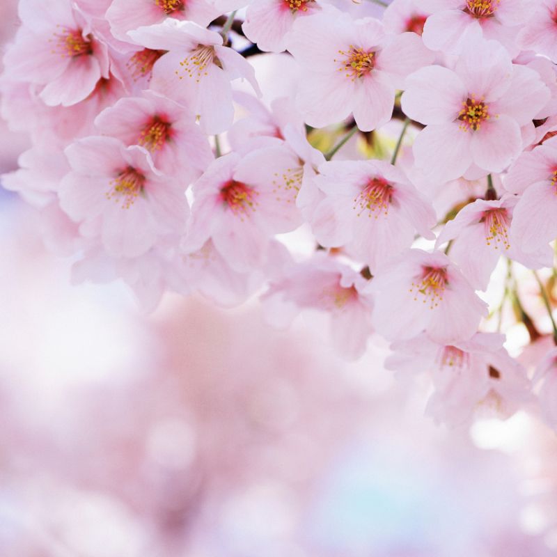 عکس پروفایل گل شکوفه های بهاری زیبا