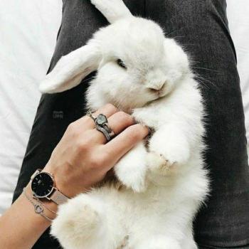 عکس پروفایل خرگوش ناز سفید و عکس نوشته