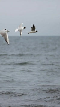 عکس استوری تصویر دریا و پرواز پرنده