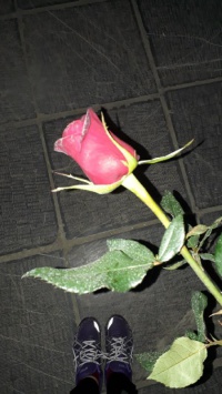 عکس استوری گل دخترونه قشنگ برای اینستاگرام 20470