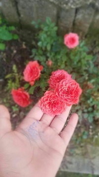 عکس استوری گل دخترونه خفن برای اینستاگرام 20188