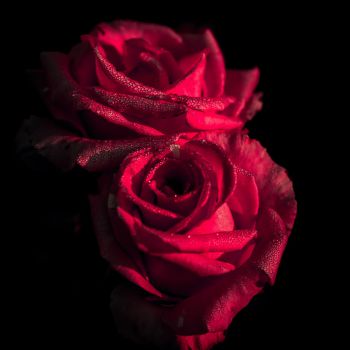 عکس پروفایل گل های سرخ زیبا عاشقانه