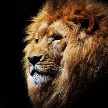 عکس پروفایل شیر جنگل سلطان با شکوه و عکس نوشته