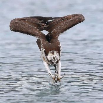 عکس پروفایل عقاب در حال شکار ماهی