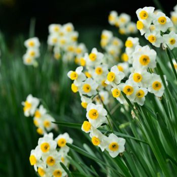 عکس پروفایل گل های نرگس سفید و زرد و عکس نوشته