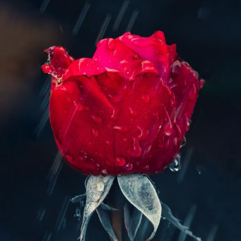 عکس پروفایل گل رز قرمز بارون زده عاشقانه و عکس نوشته