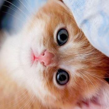 عکس پروفایل بچه گربه بامزه کیوت 😾