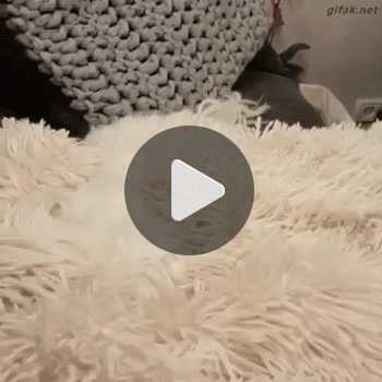 فیلم پروفایل سگ پشمالو زیبا ناز سفید